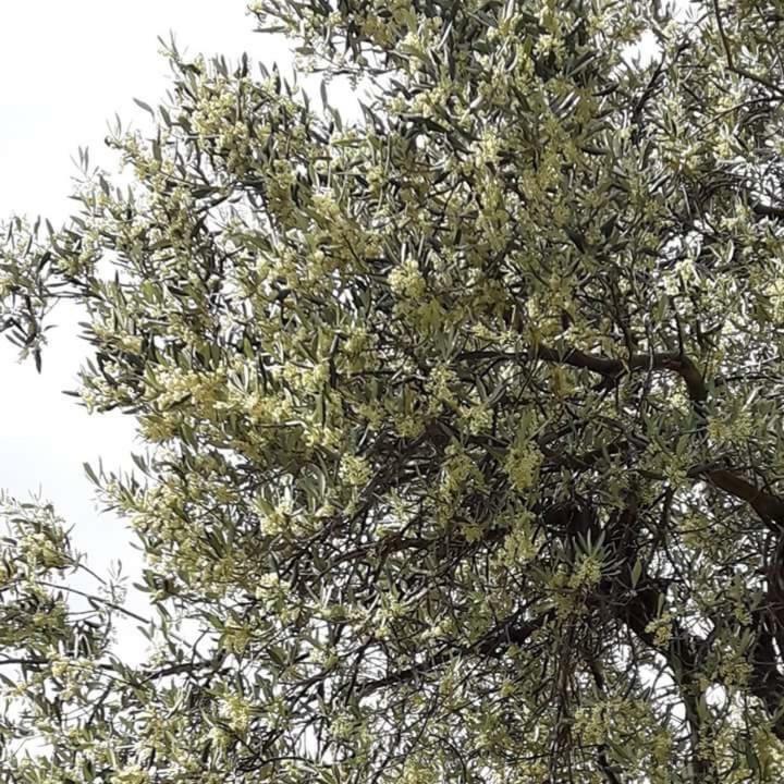 Apartmani Maslina Žuljana Dış mekan fotoğraf